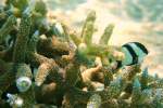 Ein Dreibinden-Preuenfischen (Dascyllus aruanus) durchstreift seine Koralle.