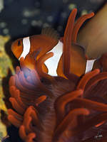 Ein Orangeringel-Anemonenfisch