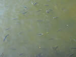 Viele kleine Fische tmmelten sich im Duaro, so gesehen Mitte Mai 2013 in Porto.
