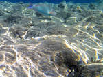 Ein Drckerfisch im Roten Meer.