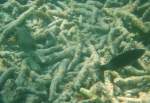 Ein Schwarzpunkt Kugelfisch (Arothron nigropunctatus)   durchstreift das Riff, in dem jede Menge Korallenbruch herumliegt nach etwas essbarem.