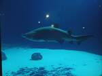 Ein Weier Hai Im Hai Aquarium der Meereswelten Fehrmann am 1.06.22