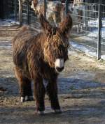 Poitou-Esel (Equus africanus f.