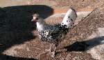 Ein Huhn im Tiergehege Zeulenroda am 05.03.13