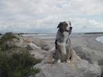 Unser Australian Shepard posiert auf den Steinen der Kstenbefestigung am Strand in Frankreich.
