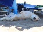 Dieser wildlebende Hund hat es sich am 27.06.2011 am Strand von Kiotari auf Rhodos im Schatten eines Sonnenschirm gemtlich gemacht.