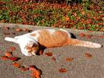 Katze  Lala  fhlt sich sehr wohl und geniesst die Sonnenwrme - 24.10.2013
