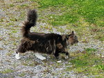 Am 26.06.2016 bei einem Ausflug in das Inselreich der Lofoten konnte endlich eine norwegische Waldkatze gesehen werden.