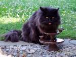 Das beste Wasser fr eine Katze, gibt es doch nur bei einer Vogeltrnke; 110522