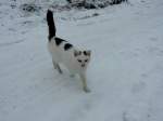Katze mit schwarz-weisser Fellzeichnung, ist in winterlicher Landschaft auf der Suche nach ein paar Streicheleinheiten; 160105