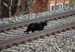 Bse Katze!  berquert unerlaubt die Gleise der Phyrnbahn.(18.03.2010)
