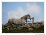 Connemara Pony - Diese Stute lebt in der Nhe von Cleggan, Connemara County Galway - Irland