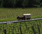 Zwei Pferde ziehen einen Mnnertagsausflug bei Erbach durch den Rheingau; 17.05.2012