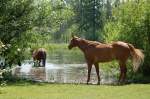 Pferde am / im Spout Lake in der Nhe von Lac La Hache (British Columbia, Canada)  Aufgenommen am 16.