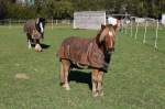 Nettes Pony auf einer Weide bei Vorst, 28.10.12