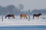 Wo krzlich noch Khe weideten   (http://www.tier-fotos.eu/name/tier-bild/13147/kategorie/Haus-+und+Nutztiere~Rinder~Schwarzbunte.html)  stehen nun drei Pferde im Schnee...