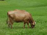 Eine braune Kuh in Allgu am 15.08.10