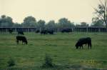  Schwarze Stiere der Camargue  auf einer Weide am 04.05.1994 in der Camargue in Sdfrankreich (Dia gescannt)