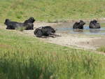 Hier mal alle 6 asiatische Wasserbffel am Teich im Landschaftspark Rudow-Altglienicke am 21.