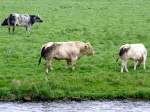 Auf einer Weide bei Amerongen am Nederrijn nhert sich der Bulle der Jungkuh; 110905