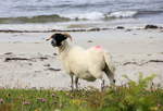 Glckliches Schaf am 18.08.2019 am Smirisary Beach an der schottischen Kste.
