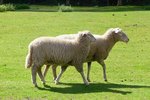 Zwei Schafe im Serengetipark, 9.9.15 