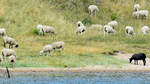 Ein schwarzes Schaf (Fotoaufnahme aus dem Herbst 2019, Raum Lbeck-Travemnde) ist in der Natur  nur  eines von vielen anderen Schafen/Tieren.