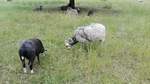 Ein schwarzes und ein weies Schaf mit Hrnern im Fellwechsel grasen im Schlosspark in Berlin Charlottenburg.