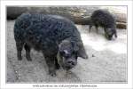 Schwalbenbuchige Wollschweine (auch Mangalica-, Mangalitza- oder Mangaliza-Schweine genannt) - Fotografiert im Kaisergarten, Oberhausen.