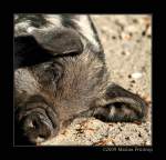 Frischling beim Sonnenbad - Mangalitza-Schwein auch Mangalica oder Mangaliza.