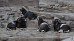 Kamerun-Zwergziegen gnnen sich eine Ruhepause im Zoo Barcelona.