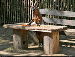 Das Buffet ist erffnet!  Zwergziege (Capra aegagrus hircus) steht im Streichelgehege des Zoo Aschersleben vor einem reich gedeckten Tisch.