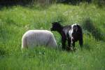 weies Schaf und schwarze Ziege (SILVES, Distrikt Faro/Portugal, 08.03.2008)
