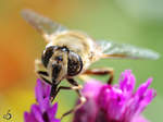 Eine Biene sammelt fleiig Nektar.