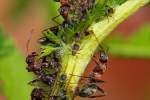 Ameisen beim  Melken  von Blattlusen.