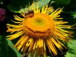 Emsig saugt sich diese Biene den Nektar aus der gelben Blte; 110626