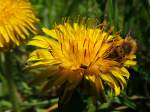 Biene saugt sich Nektar aus einer Lwenzahnblte ;120421