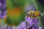Eine Honigbiene auf der Suche nach Nektar