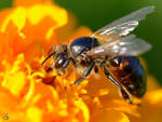 Eine Wespe sammelt fleiig Nektar.
