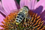 Biene auf einer Blte im Garten - 06.08.2020