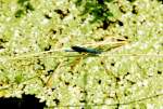 An einem kleinen Bachlauf in Korschenbroich sitz diese Prachtlibelle auf einem Grashalm in der Sonne und wartet auf einen paarungswilligen Partner.....denn so ein Libellenleben ist recht