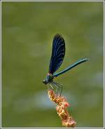 Mnnchen der Blauflgel-Prachtlibelle (Calopteryx virgo) aufgenommen am 26.07.2012.