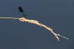 Gebnderte Prachtlibelle (Calopteryx splendens) am 20.7.2010 bei Neuried am Oberrhein.