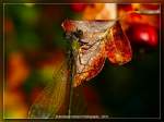Libelle auf Herbstblatt