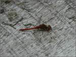 Rote Libelle aufgenommen am 12.08.2010.