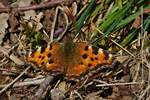 Dieser Schmetterling, (Groe Fuchs - Nymphalis polychloros) landete am Wegesrand bei einem Spaziergang am 22.03.2020.