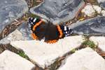 Admiral genannter Schmetterling auf einer Strae in der Altstadt (FARO, Distrikt Faro/Portugal, 12.03.2022)