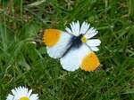 Schmetterling am 1.9.2021 in einem Kleingarten in HH-Horn (zur Verfgung gestellt von Petra Rse) /
