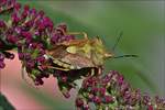 Wanze de Art  Carpocoris purpureipennis  (Purpur-Fruchtwanze) am Schmetterlingsstrauch in unserm Blumenbeet.