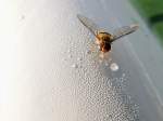 Schwebfliege(Syrphidae) ist an einer frisch gestrichenen Flche festgeklebt; 120828